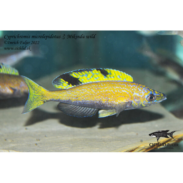 cyprichromis microlepidotus mikindu