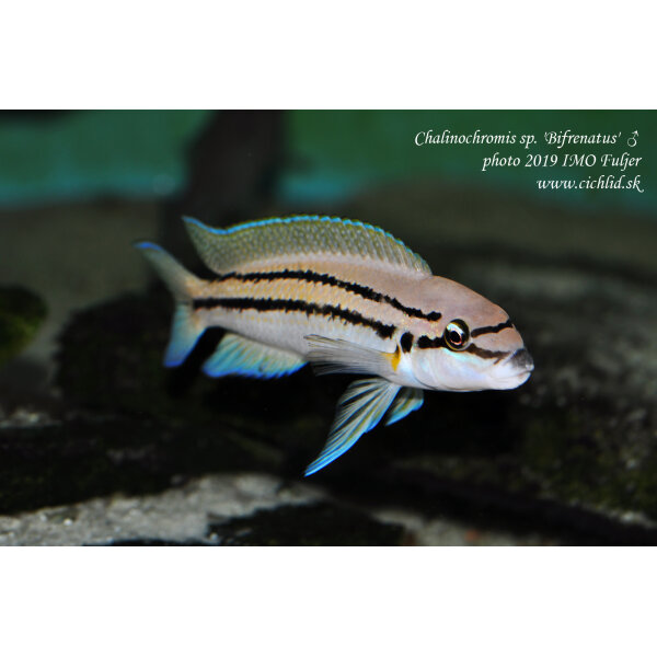 Chalinochromis sp. bifrenatus 19